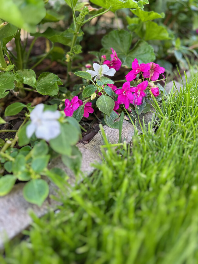 Private Garden grassy area - 285 S Sierra Madre Blvd