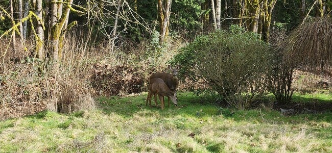 Building Photo - 2 Bed 1 Bath single wide mobile home on just shy of 1/2 acer lot in Lake Stevens $2350.00/mo