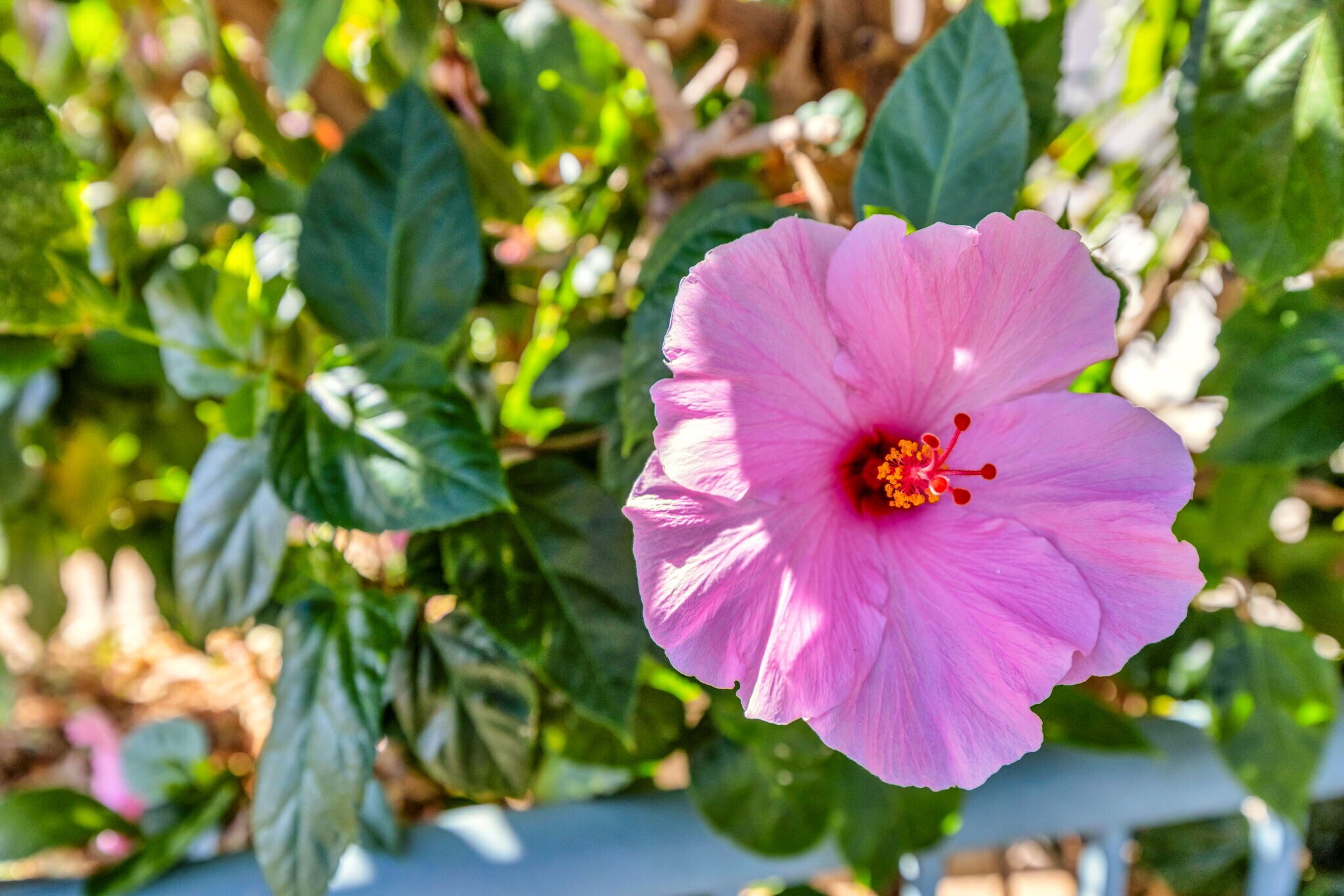 Building Photo - 3950 Kalai Waa St