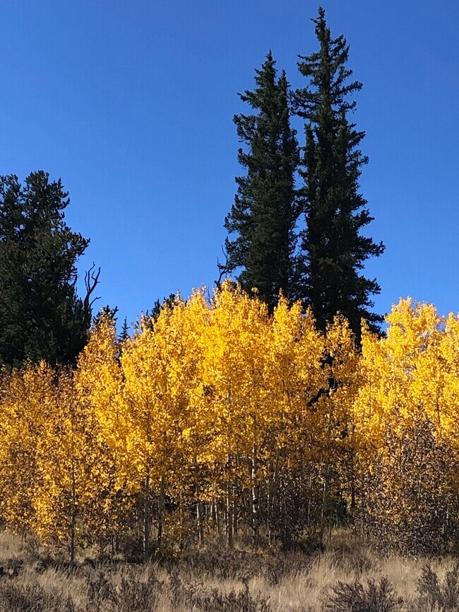 Building Photo - 609 Buffalo Ridge Rd