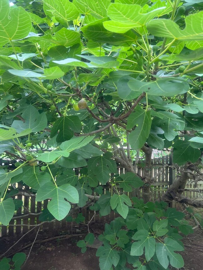 Building Photo - **West Durham 5bd / 3.5ba Oasis**