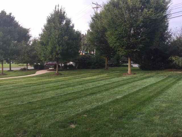 Front yard - 602 Petersburg Rd