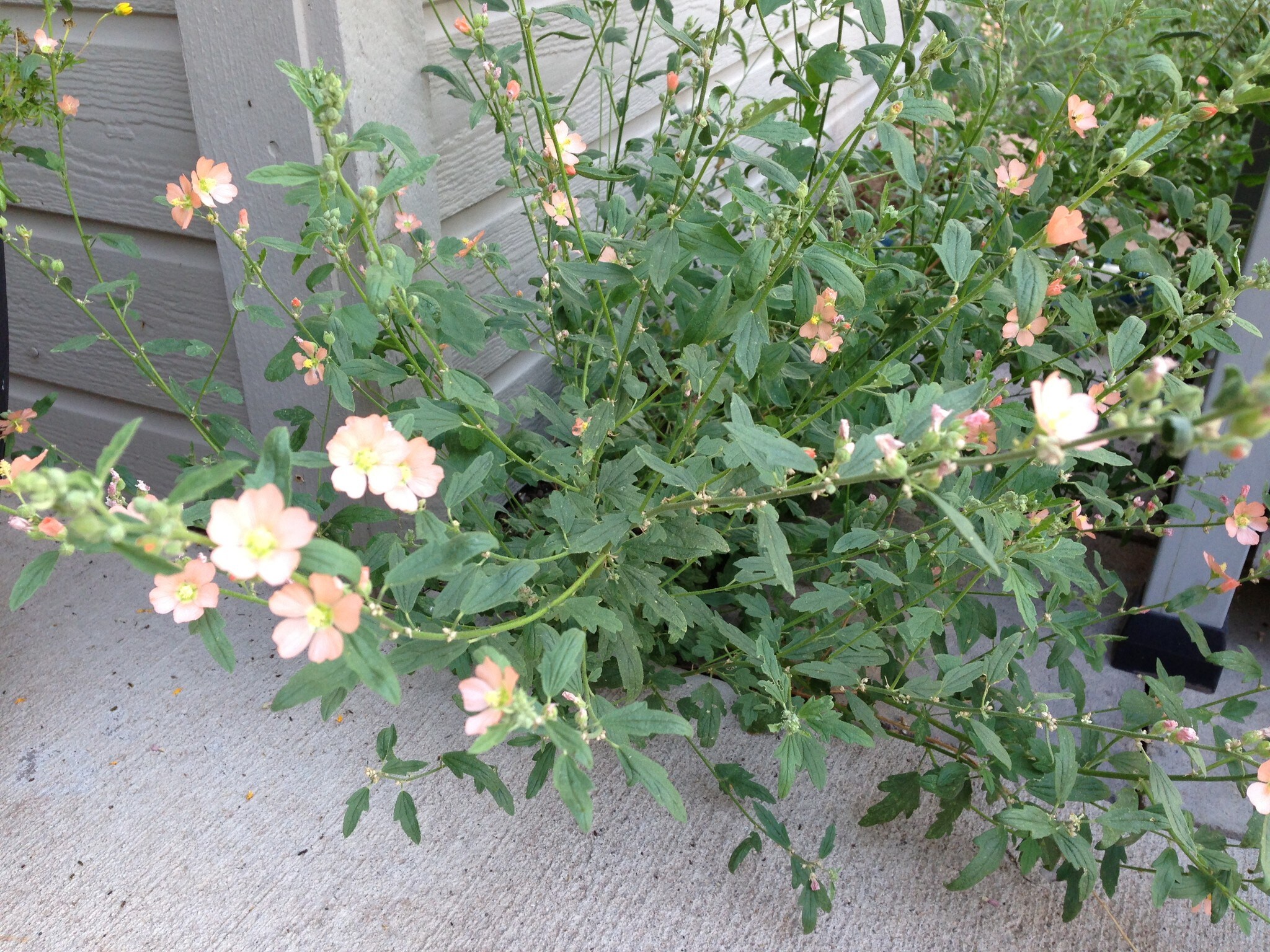 Flagstaff Globe Mallow - 4190 E Village Cir
