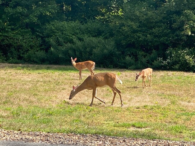 Building Photo - One bedroom apartment for rent in Andover Connecticut!