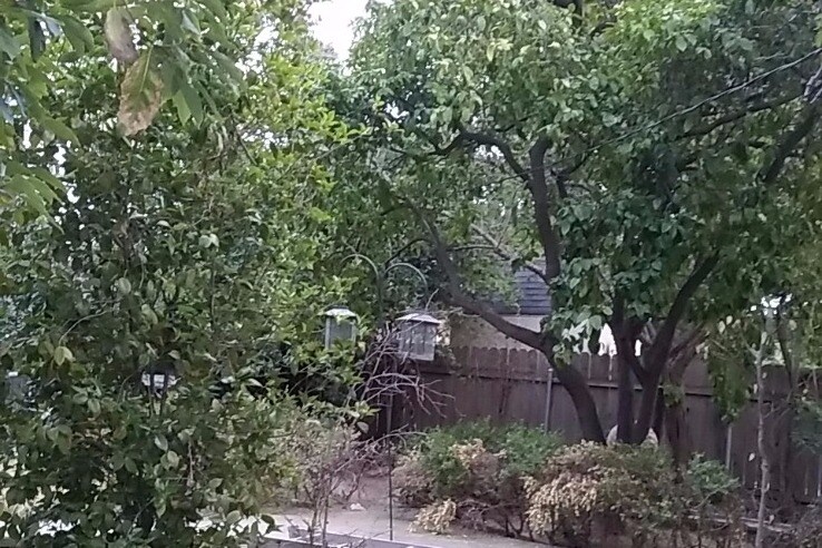 Back Yard - 1328 N Louise St