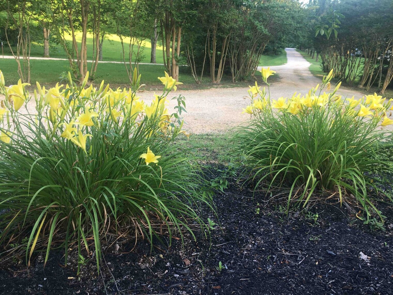 Building Photo - 175 Laveta Ln