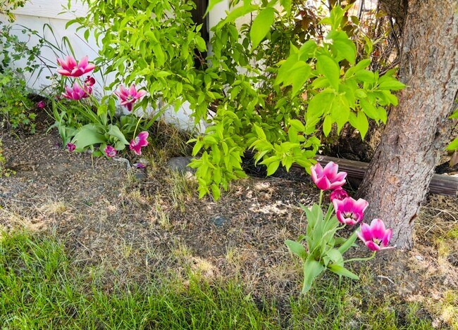 Building Photo - Dog Friendly 4 Bedroom - Billings West End