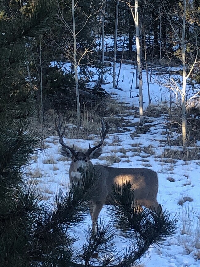 Building Photo - 609 Buffalo Ridge Rd