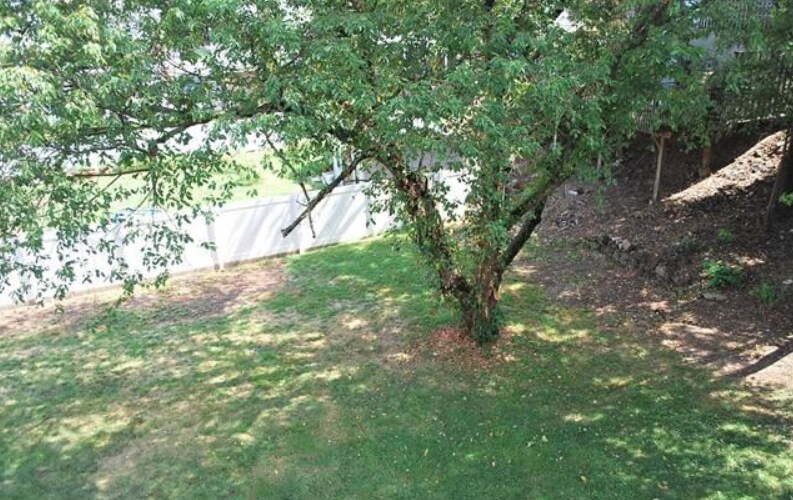 BACK YEARD PEAR TREE - 590 Schuyler Ave