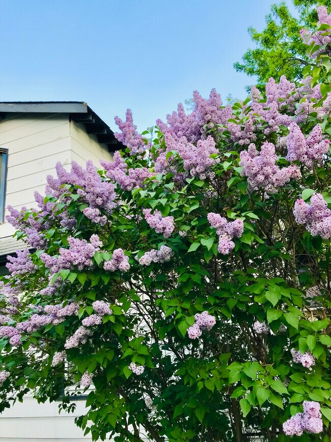 Lilac bushes blooming in the spring - 4048 Snelling Ave