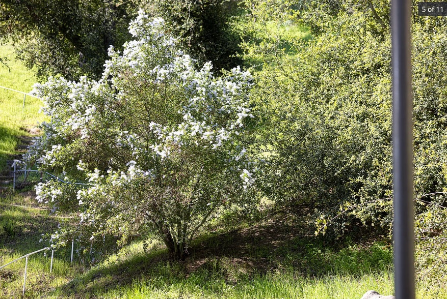 native ceanothys trees in spring bloom - 1359 Oakwood Dr