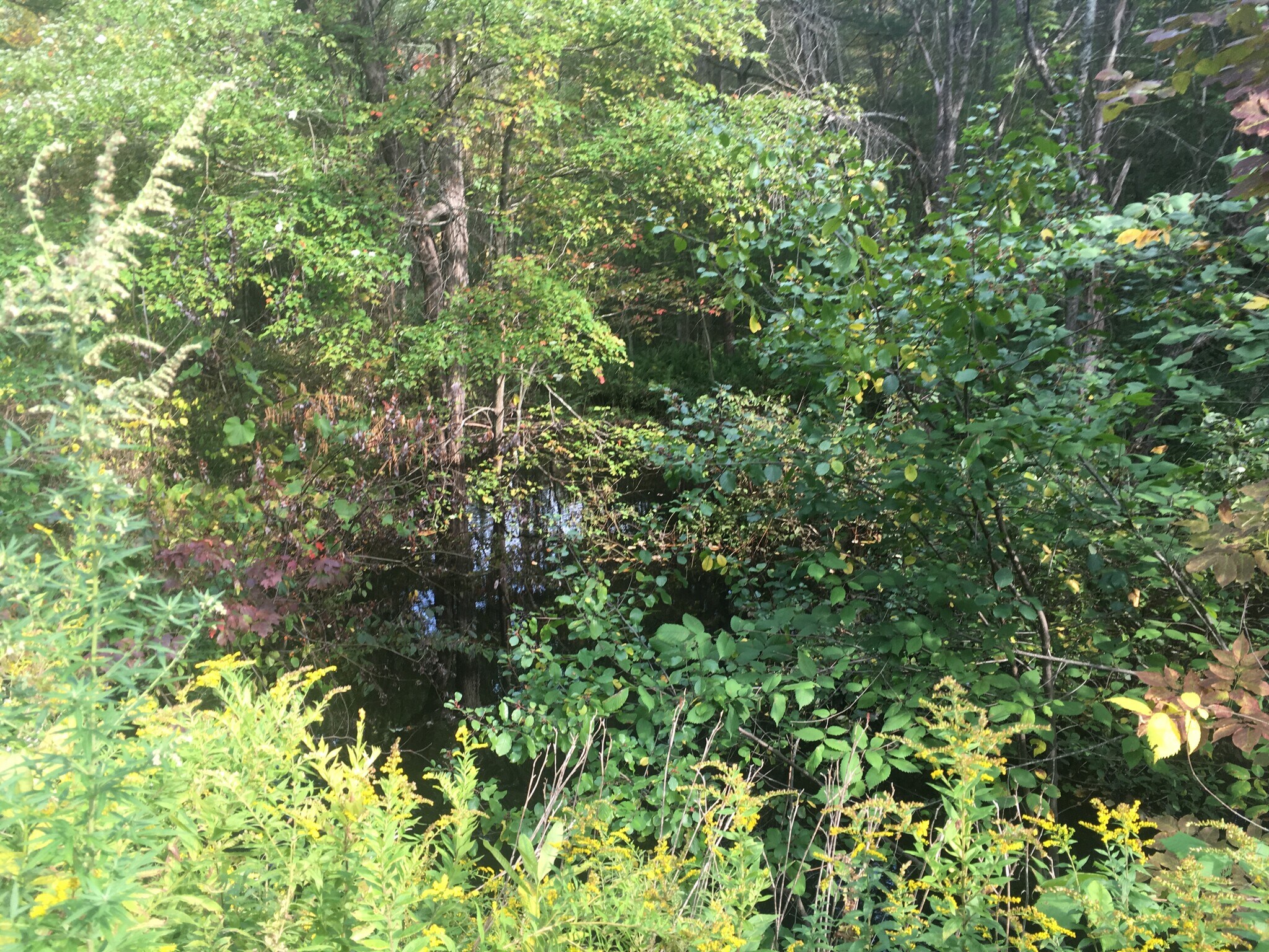 Backyard - 468 Union St