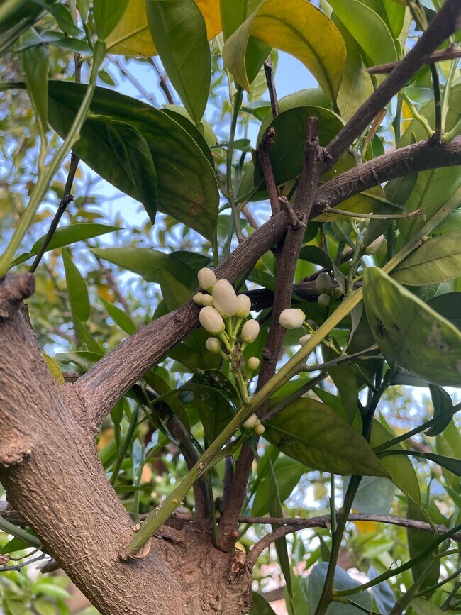 Building Photo - 11310 Pinehaven Ave