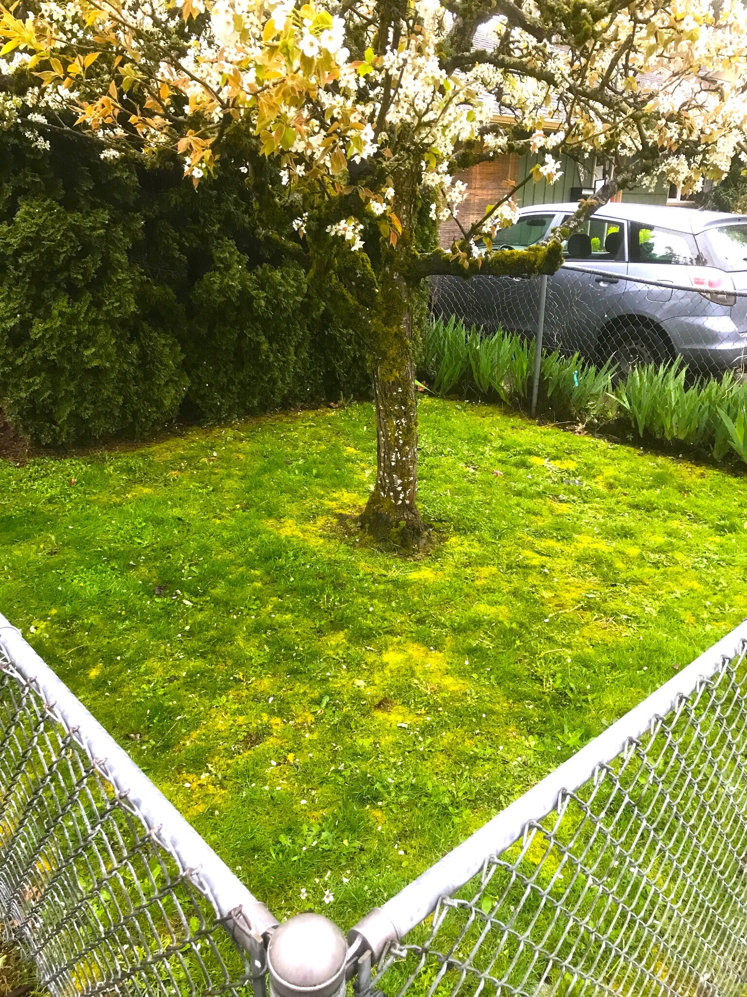 Front yard with Asian pear tree. - 8038 N Wayland Ave