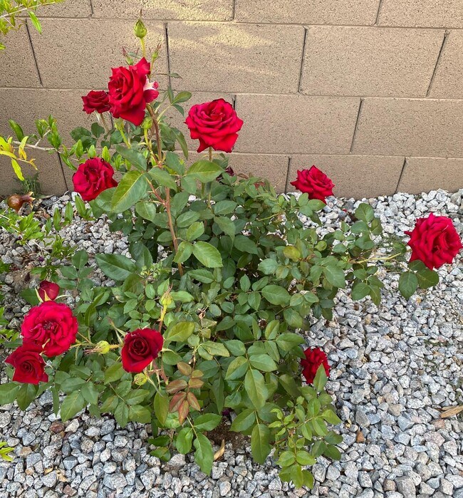 Flowers in the backyard. - 7027 S 13th Way