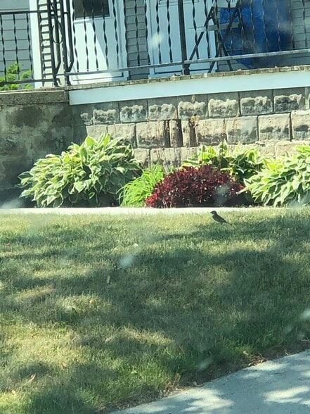 Outside landscape - 812 Swift Ave