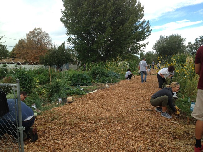 Rose Park Community Gardin - 918 n Cornell st