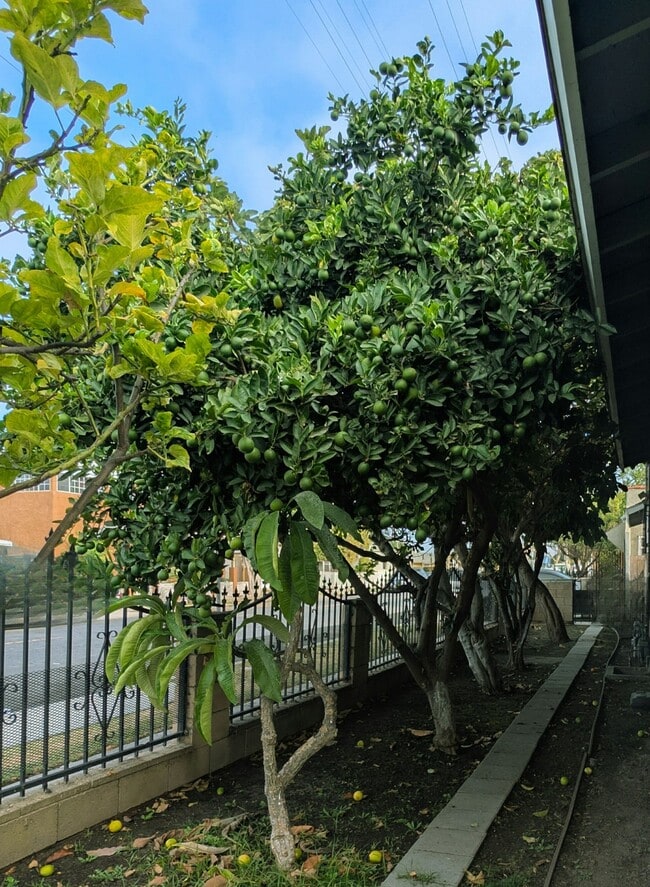 Building Photo - 803 E 89th St