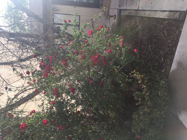 Building Photo - 797 W Mesa Verde Dr