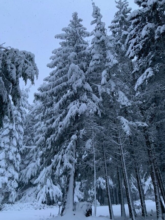 Building Photo - 392 Buck Loop Rd