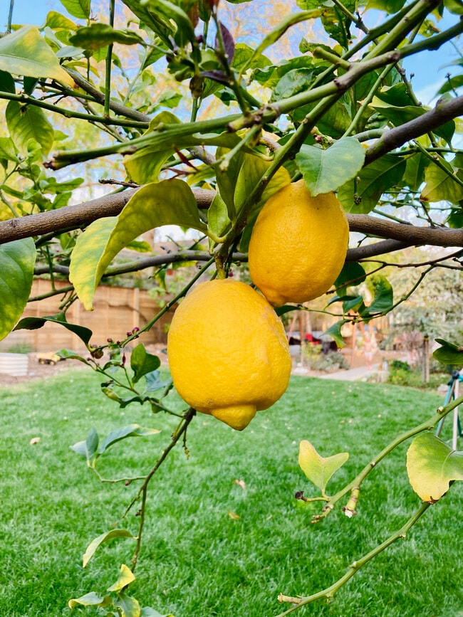 Building Photo - 5265 Loleta Ave