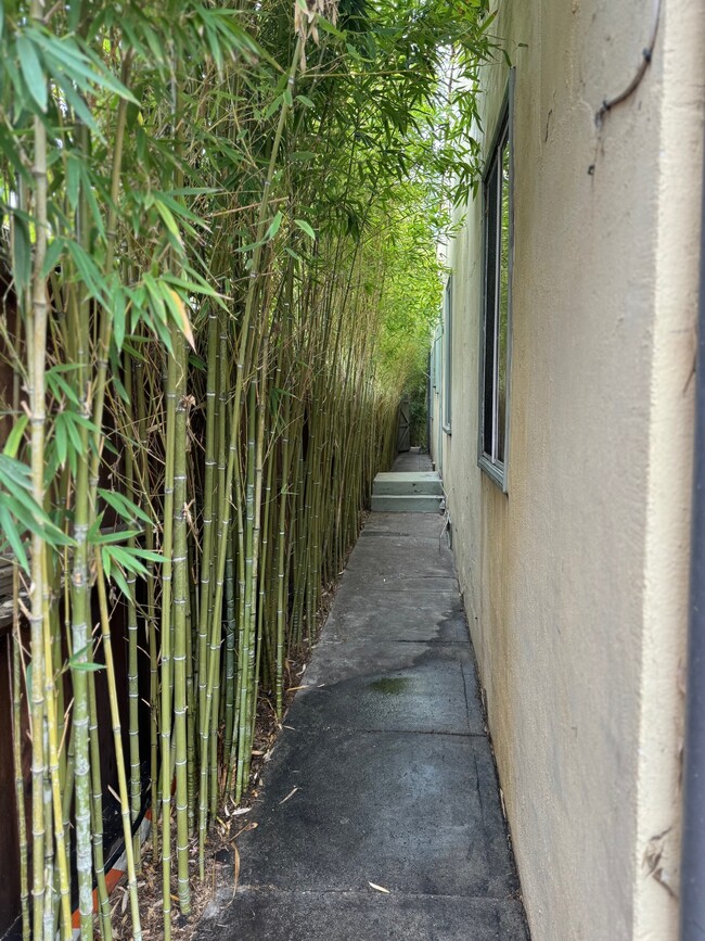 Bamboo hedge - 1545 Hauser Blvd