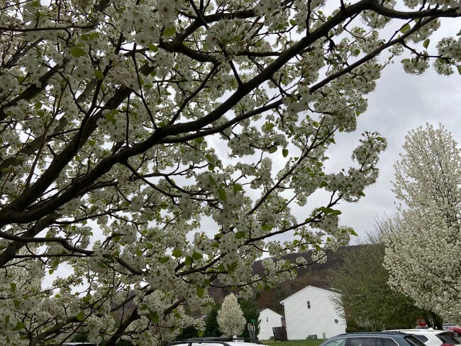 Building Photo - 607 Lily Ct