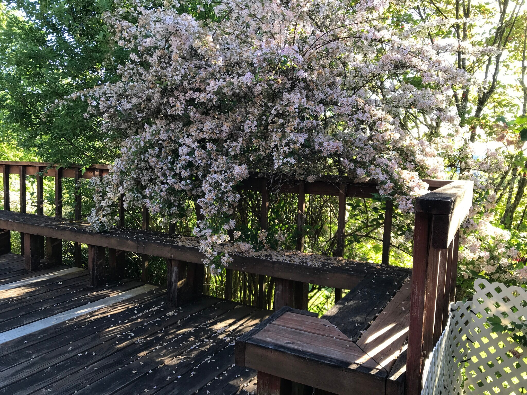 Studio: quiet and private deck - 1609 7th Ave SE