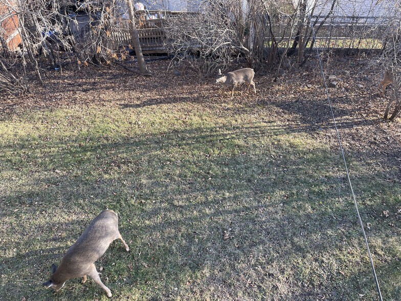 Wildlife in backyard, December 2023 - 1826 E Superior St