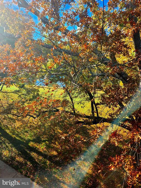 Building Photo - 10320 ROCKVILLE PIK