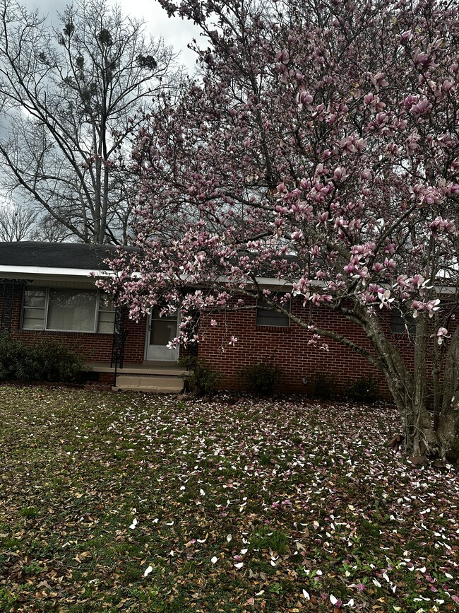 Spring bloom Tulip Magnolia tree - 4447 N Gloster St