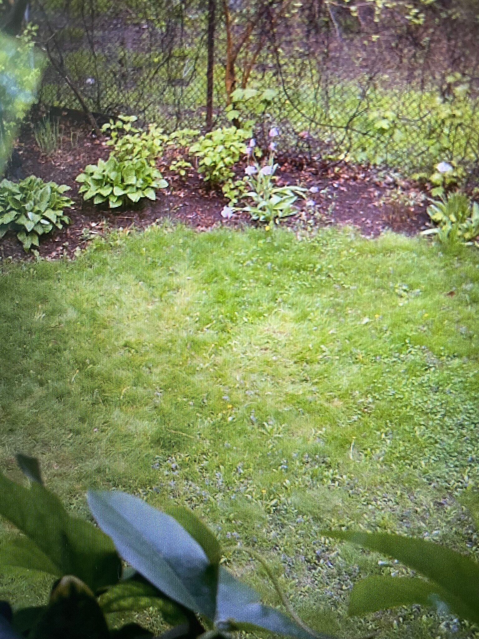 Fenced in back yard! - 19 Ackley Pl