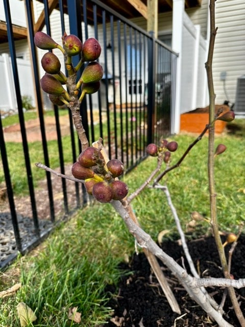 Figs - 1373 Palomino Trl