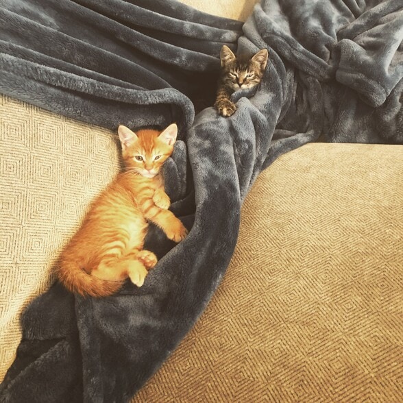 Mango and Zion - 7425 Marble Ridge Dr