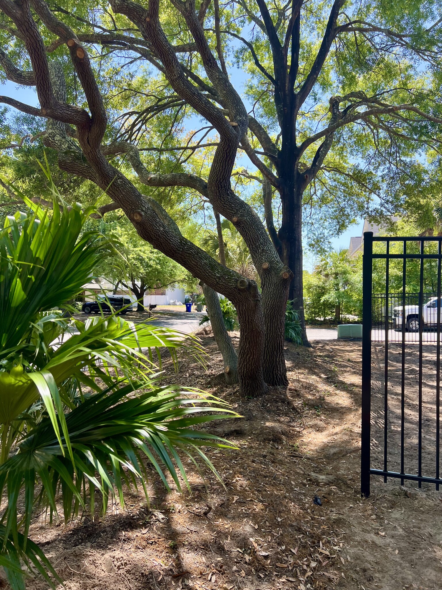 Live Oak Trees - 1 Commercial Row