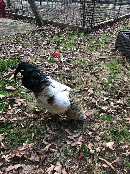 Foghorn lives on property w 4 goats - 950 Sycamore Dr