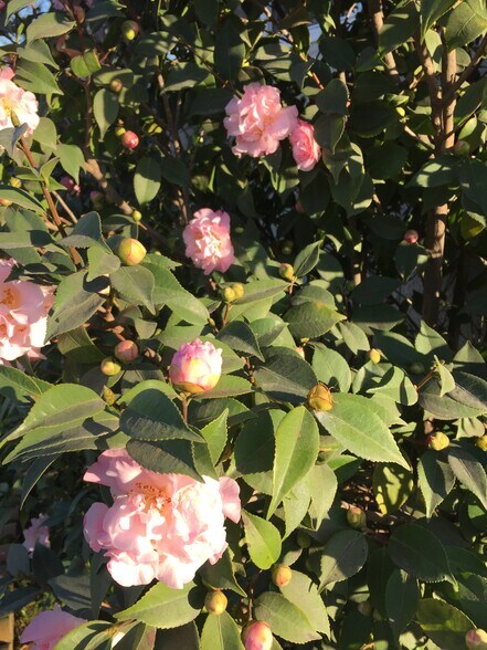 Camellias line the building along the driveway. - 840 W 168th St