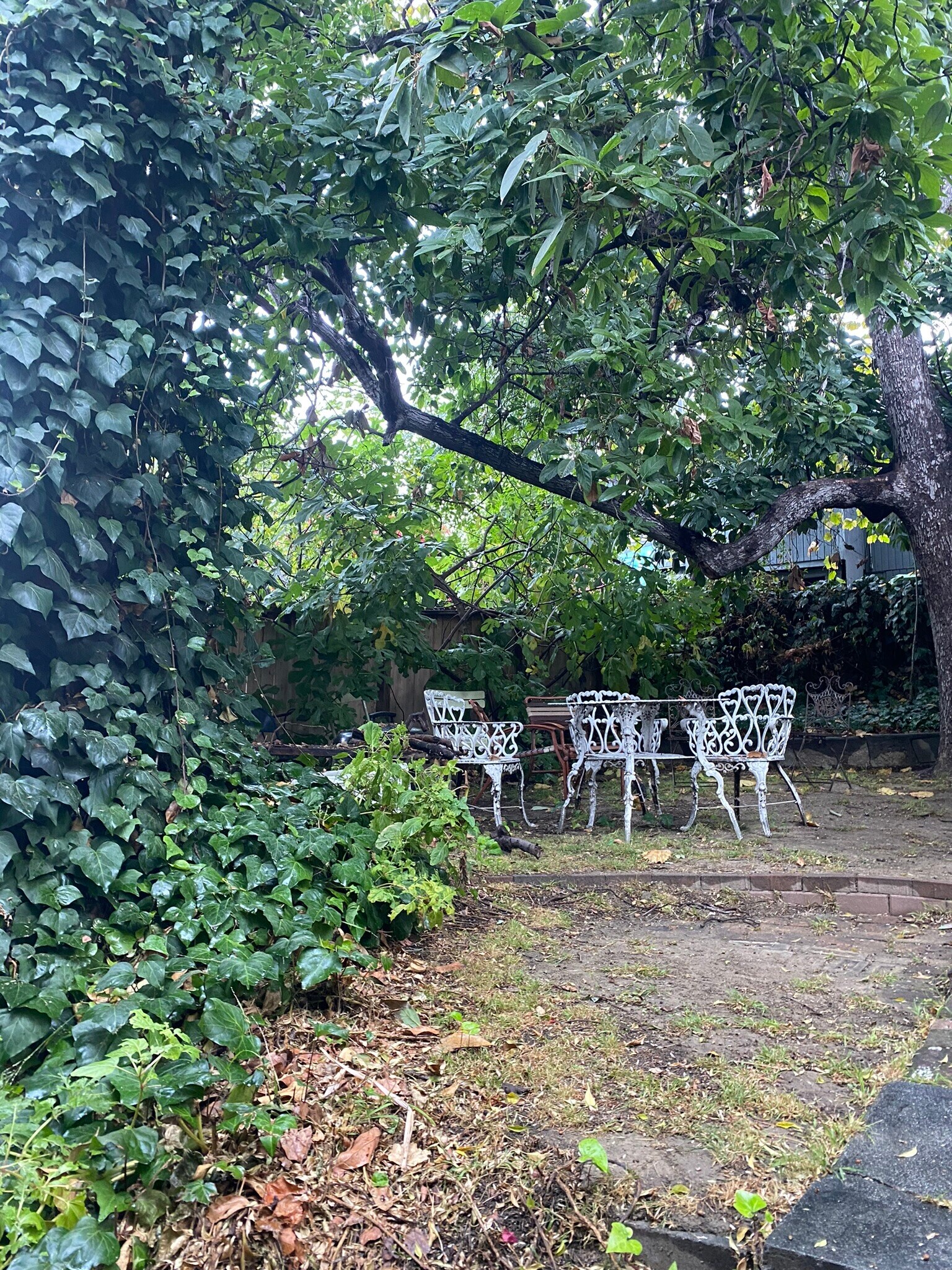BackYard - 1150 Sanborn Ave. Apt C