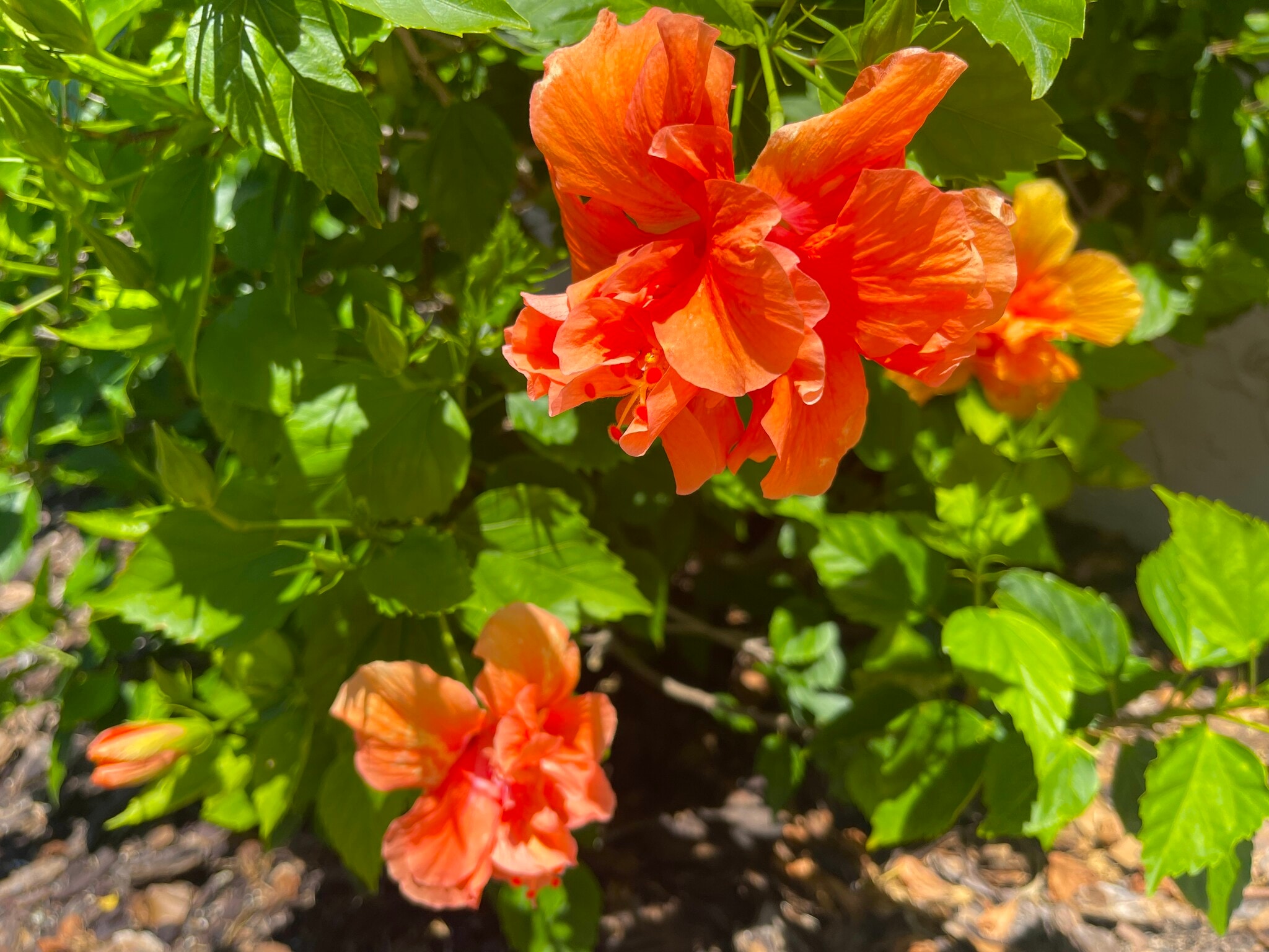 Building Photo - 218 Dogwood Cir