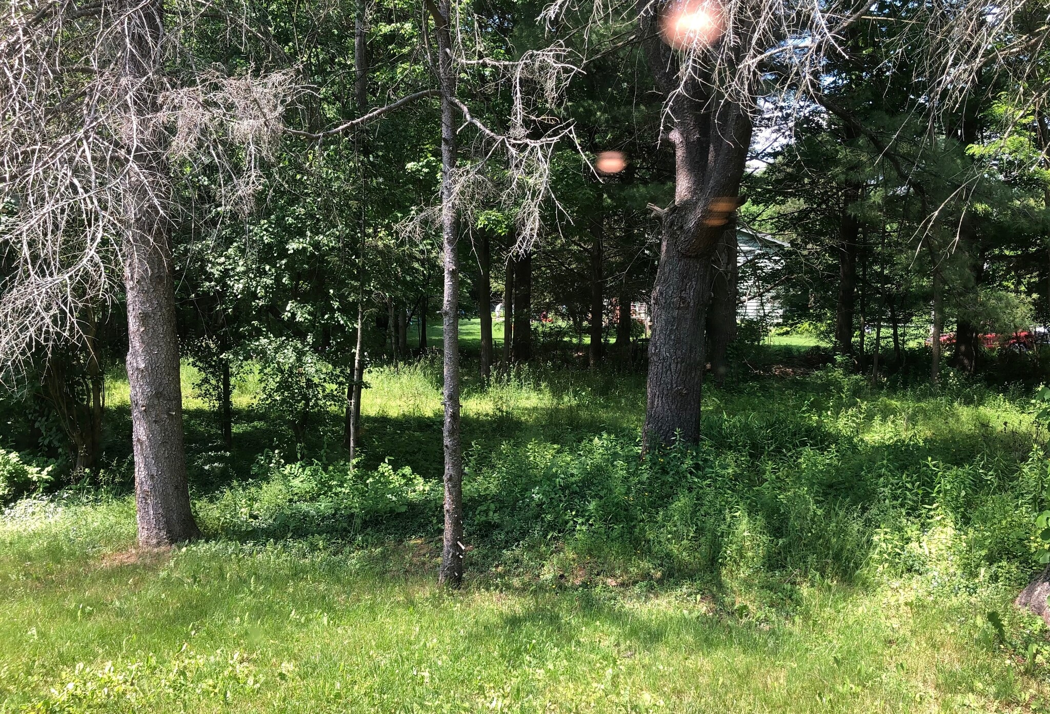 1/2 an Acre of Land - 246 Sapsucker Woods Rd