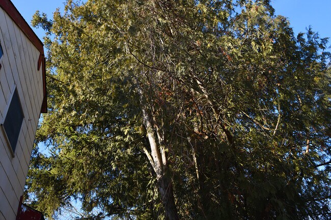 Among tallest Pine Tress in IL - 28576 W Lindbergh Dr