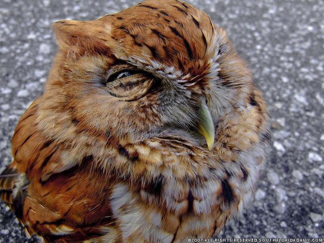 Owl and wildlife abound! Dolphin and manatees sometimes playing around dock - 13972 W Ozello Trl