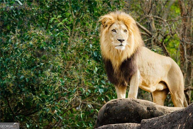 Building Photo - 1205 Skylar Ln SE