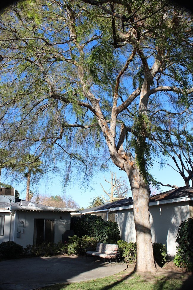 Beautiful Elm tree - 14340 Hatteras St