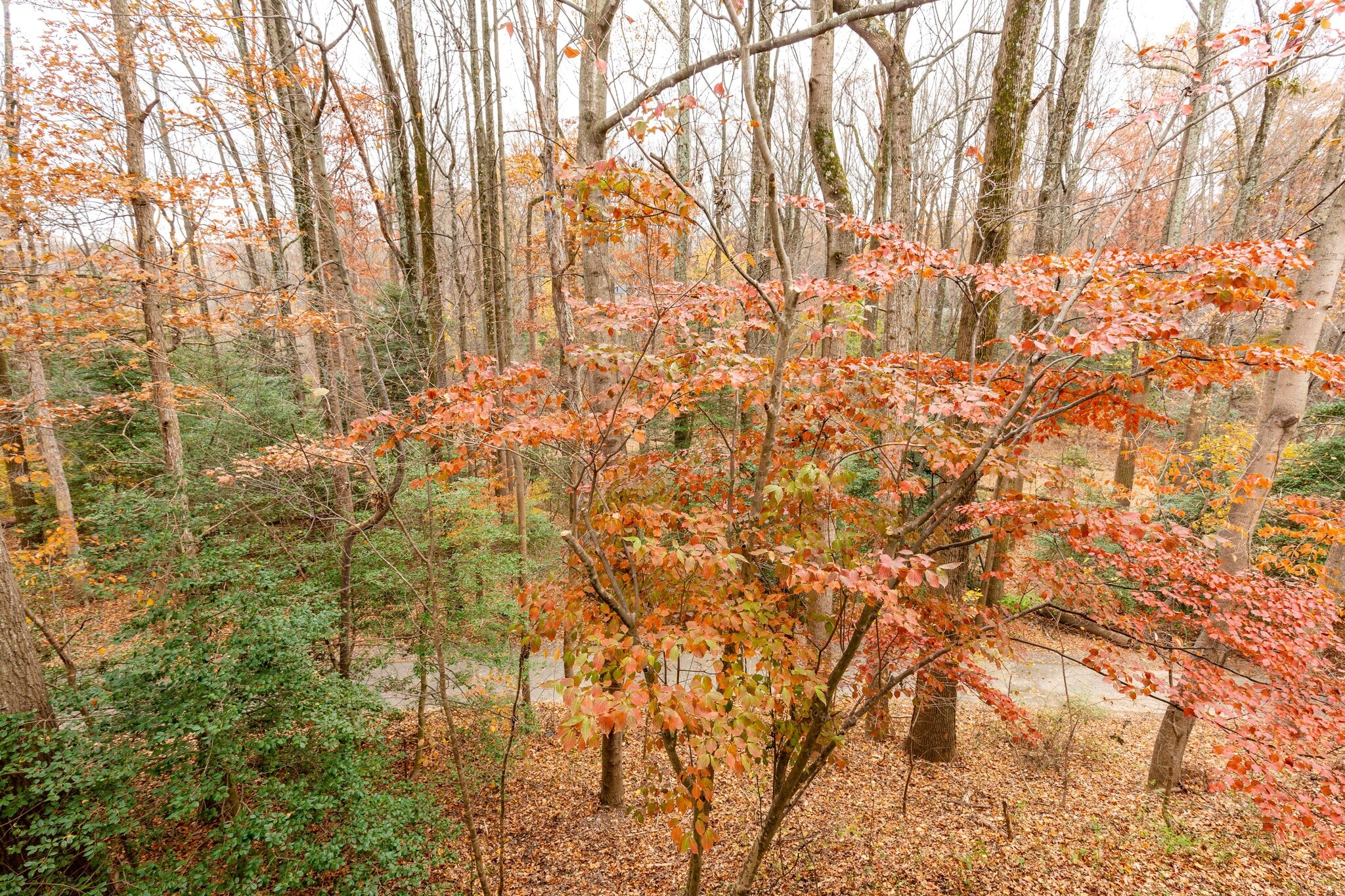 Building Photo - 2241 Lovedale Ln