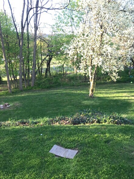 Pear tree in bloom - 6012 Donlar St