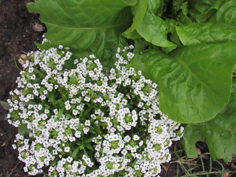 Garden with Organic Edibles - 6078 W 18th St