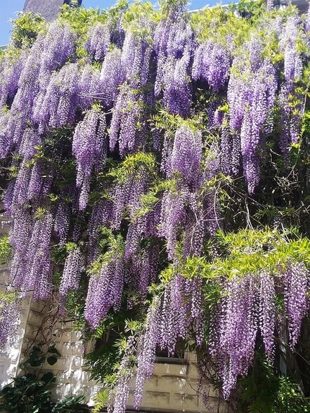 Wisteria on Main Building - 1833 NE 52nd Ave