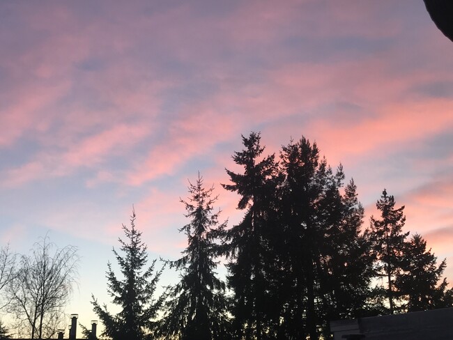 Beautiful sunrises from the deck; tree tops, clouds, and often seagulls, herons, and osprey - 7309 Sand Point Way NE