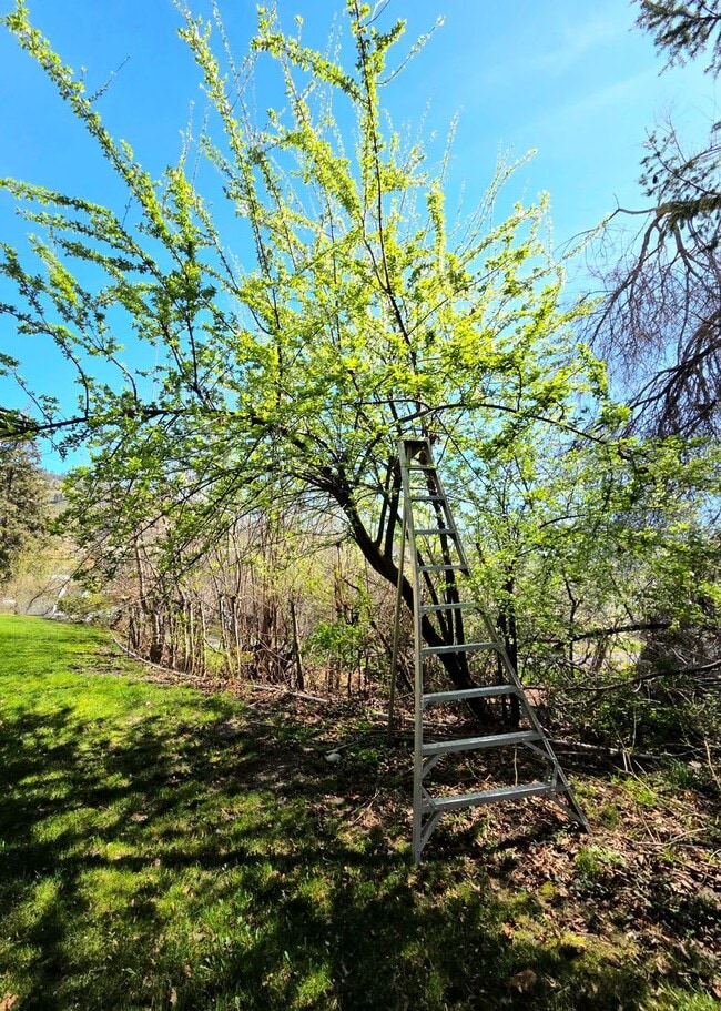 Building Photo - Luxurious Country Living in Desirable Cashmere Location!! 5 Bed + Den, 2.5 Bath!